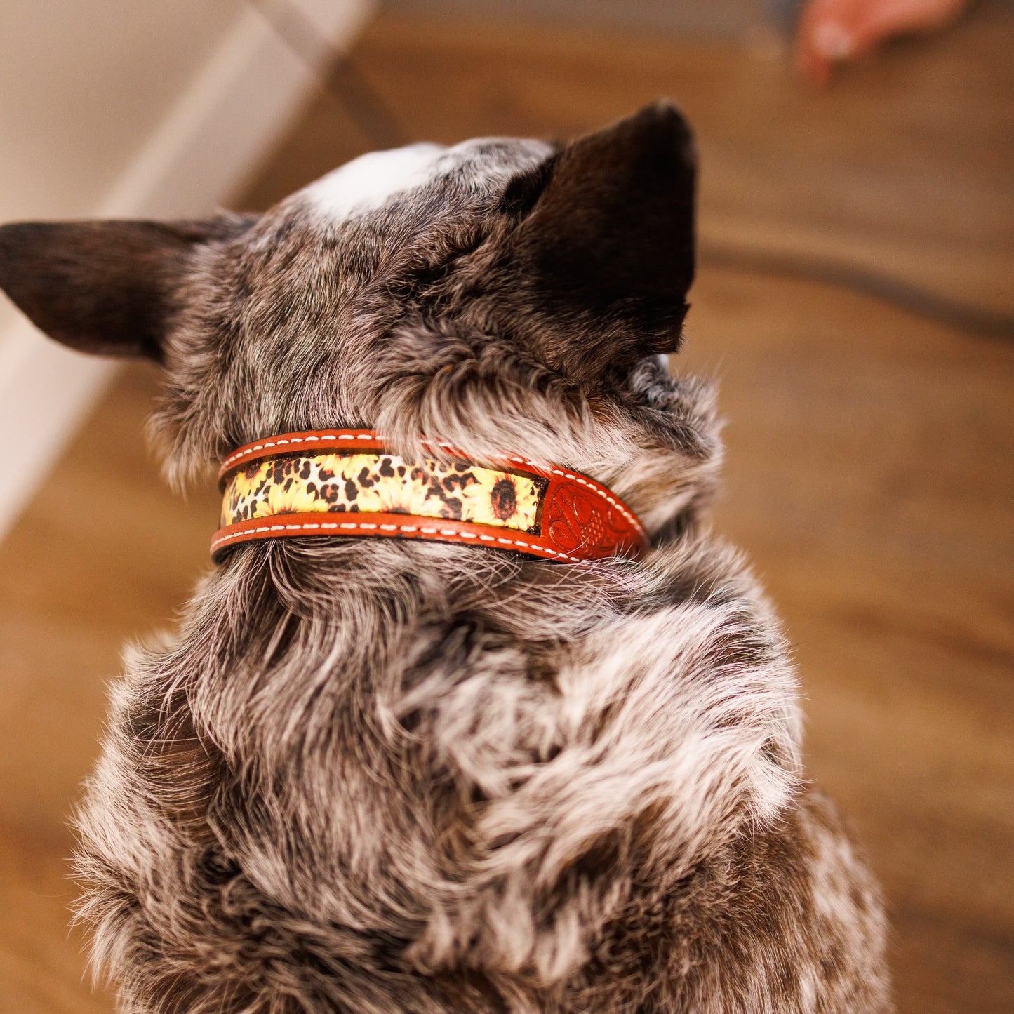 Sunflower & Cheetah Dog Collar