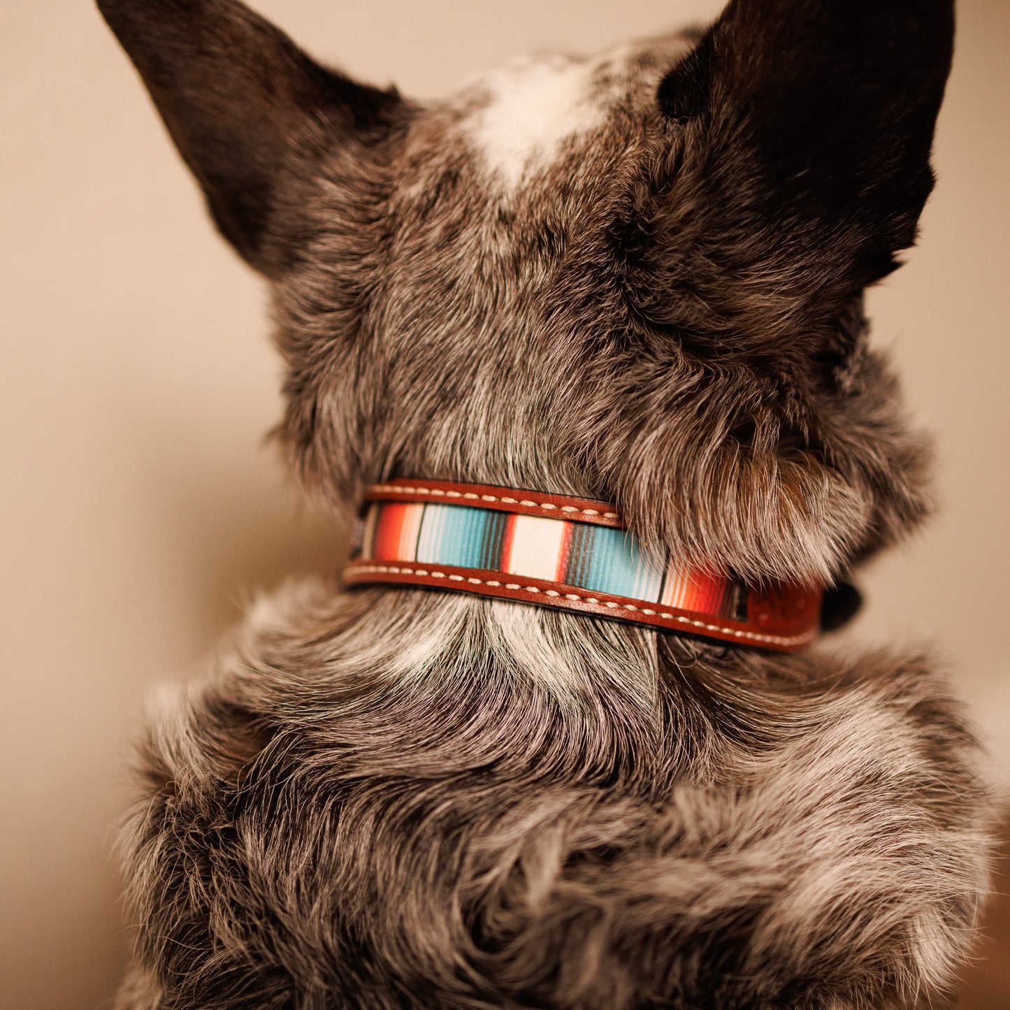 Serape Leather Dog Collar