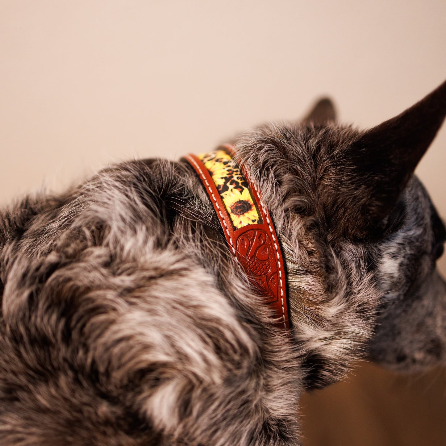 Sunflower & Cheetah Dog Collar